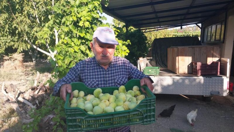 Mut’ta incir hasadı başladı